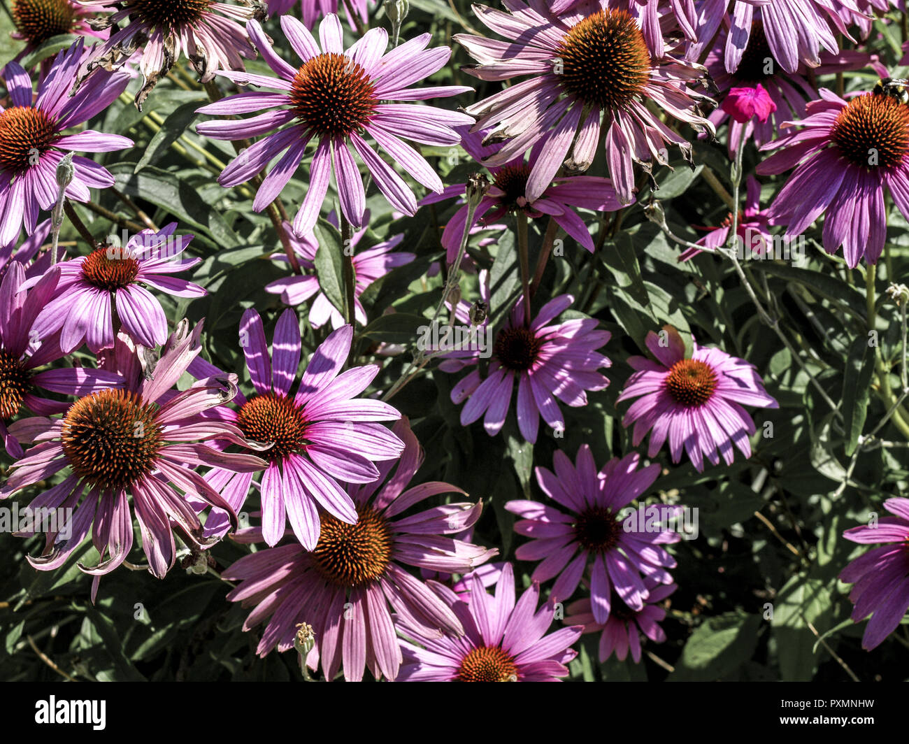 Blumen Mit Grnen Blten