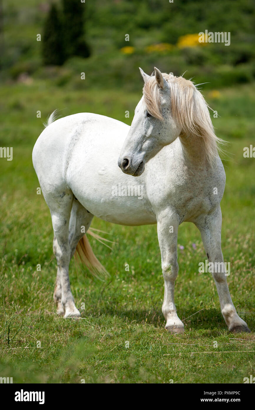 A beautiful white horse with mane blowing in the wind in a sunny feild Stock Photo