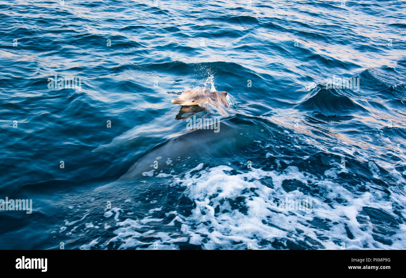 Baby dolphin rising above crystal clear water with parents following ...