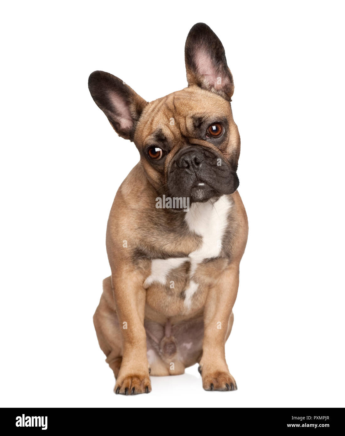 Portrait of French bulldog in front of white background, studio shot Stock Photo