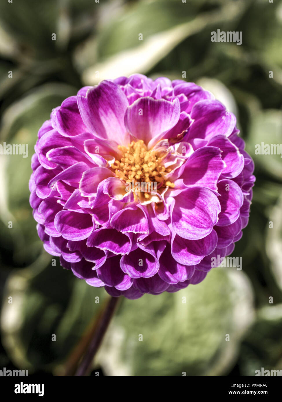 Dahlie, Bluete, purpur, Pflanze, Gartenpflanze, Gartenblume, Blume, Korbbluetler, Georgine, Dahlia, Zierpflanze, Zierblume, Sommerblume, Natur, Nahauf Stock Photo