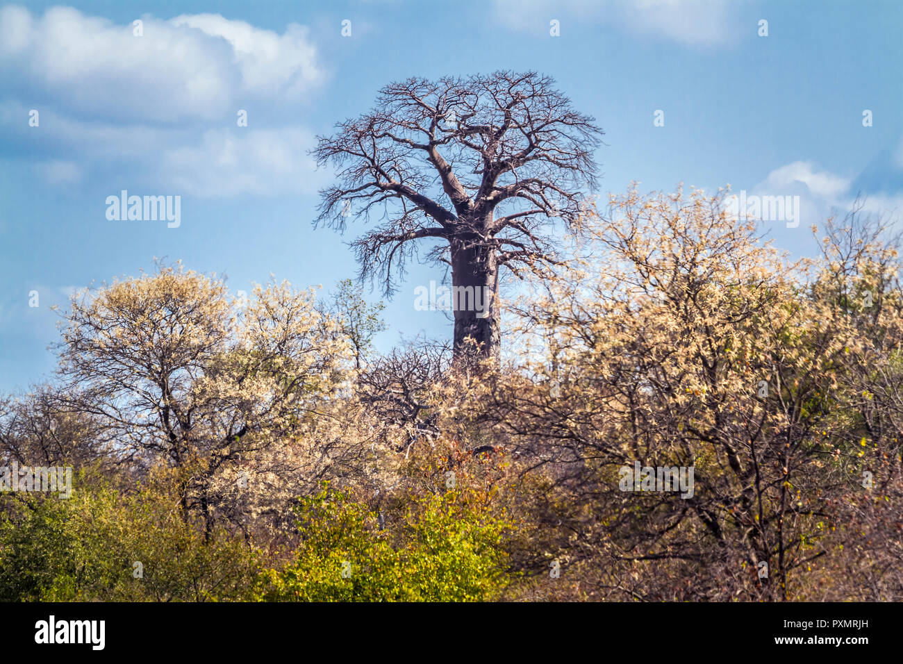 Baobab tree landscape in Kruger National park, South Africa ; Specie Adansonia digitata family of Malvaceae Stock Photo