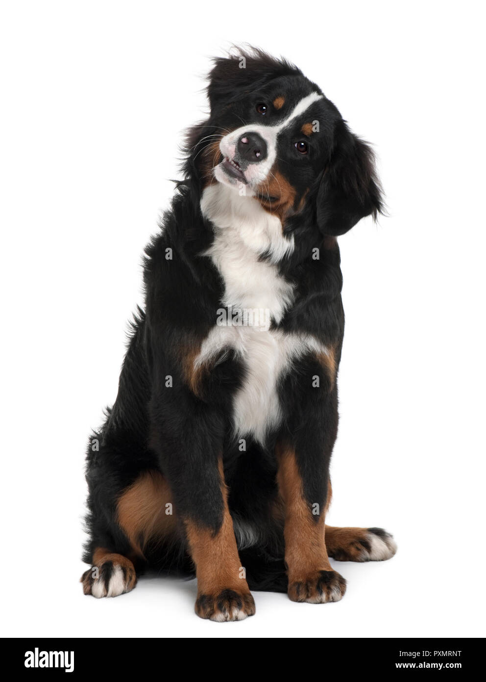 Bernese mountain dog puppy, 6 months old, sitting in front of white ...