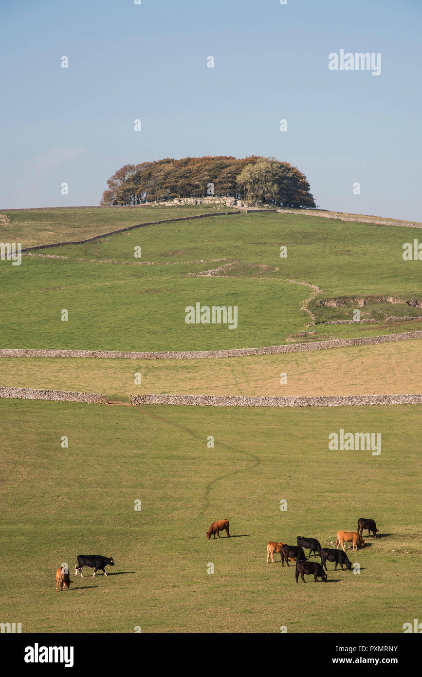 farm land in the Derbyshire Peak District. England UK Stock Photo Alamy