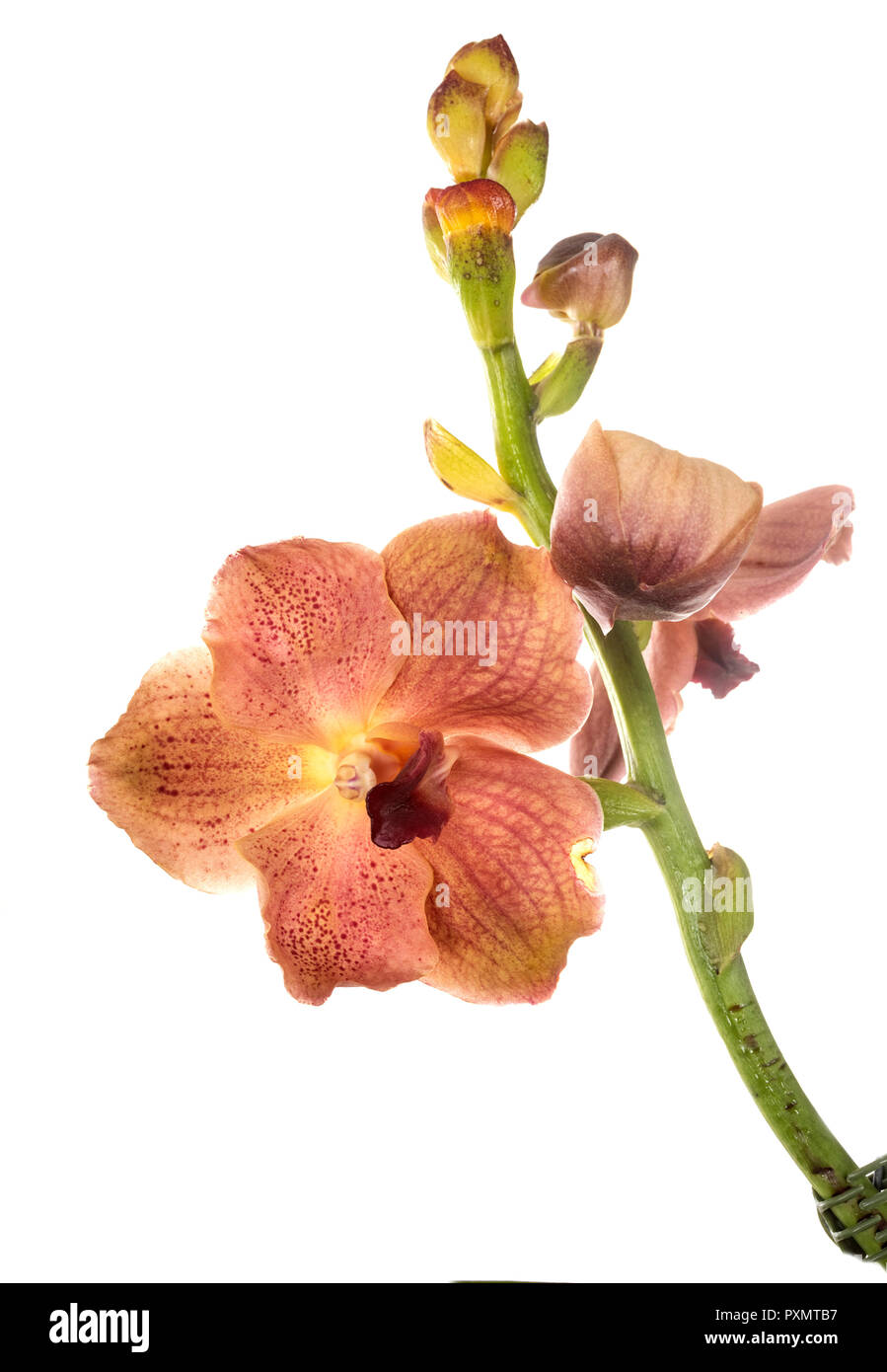 Vanda orchid in front of white background Stock Photo