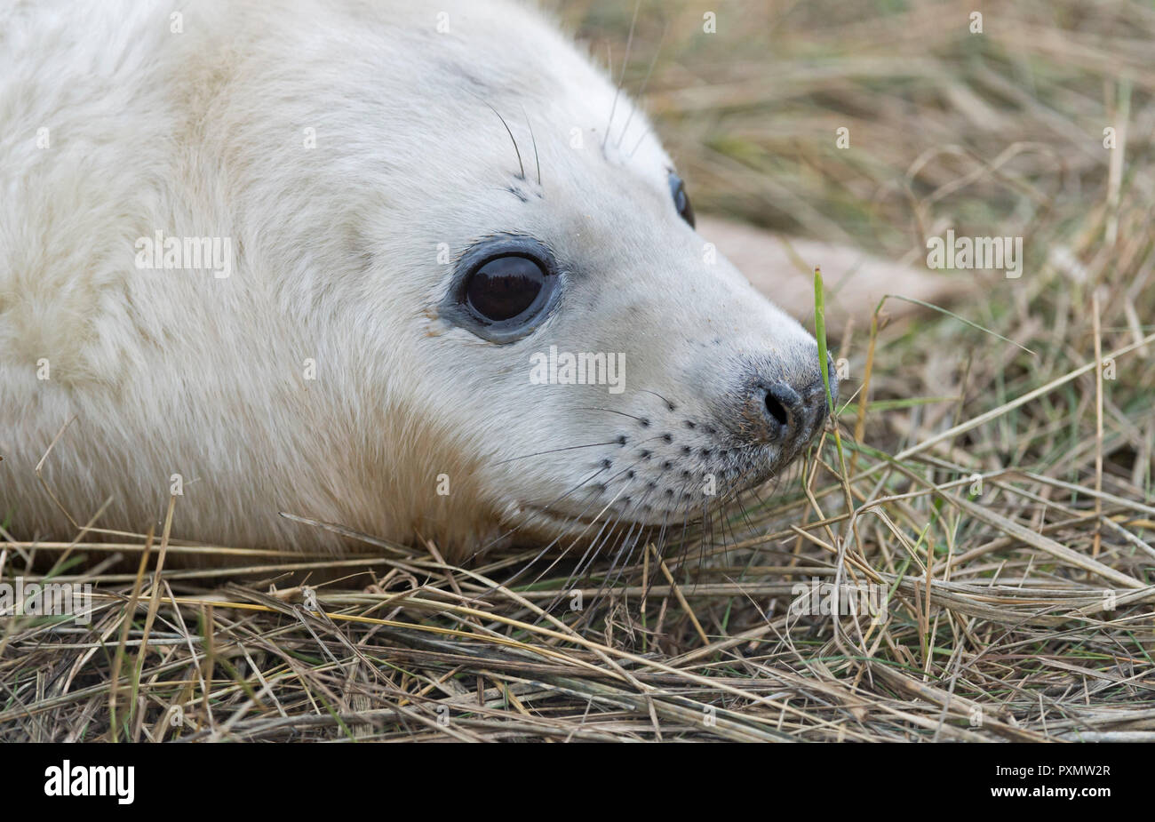 Atlantic Grey Seal Pup Portrait (Halichoerus grypus) UK Stock Photo - Alamy
