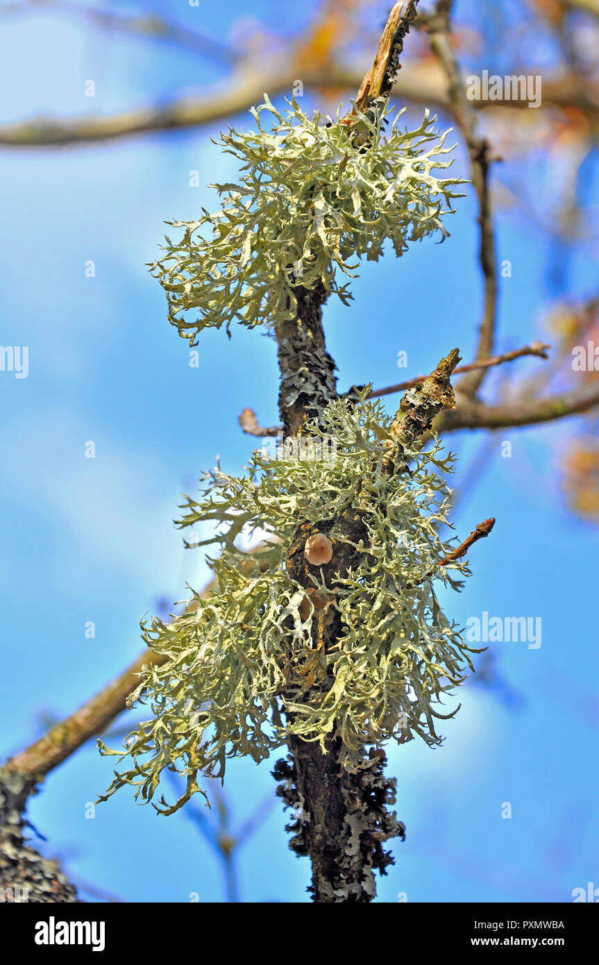 Oakmoss Lichen (Evernia Punastri) growing on a branch in the New Forest, Hampshire, England Stock Photo