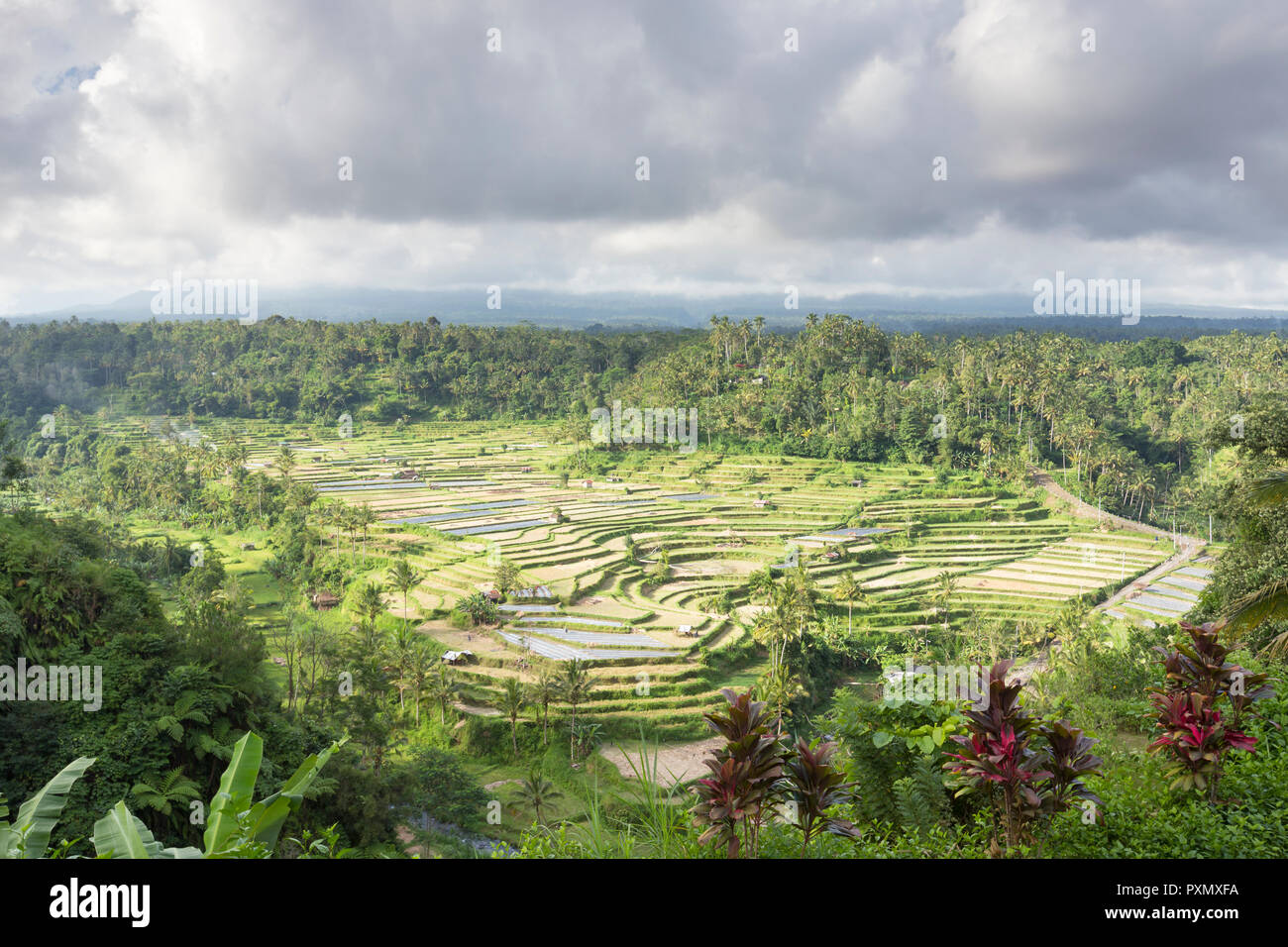 View of rice terraces, Rendang, Bali, Indonesia Stock Photo