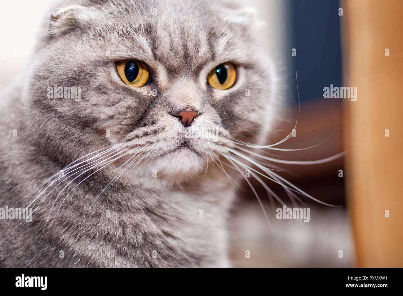 The Scottish Fold is a breed of domestic cat with a natural dominantgene mutation that affects