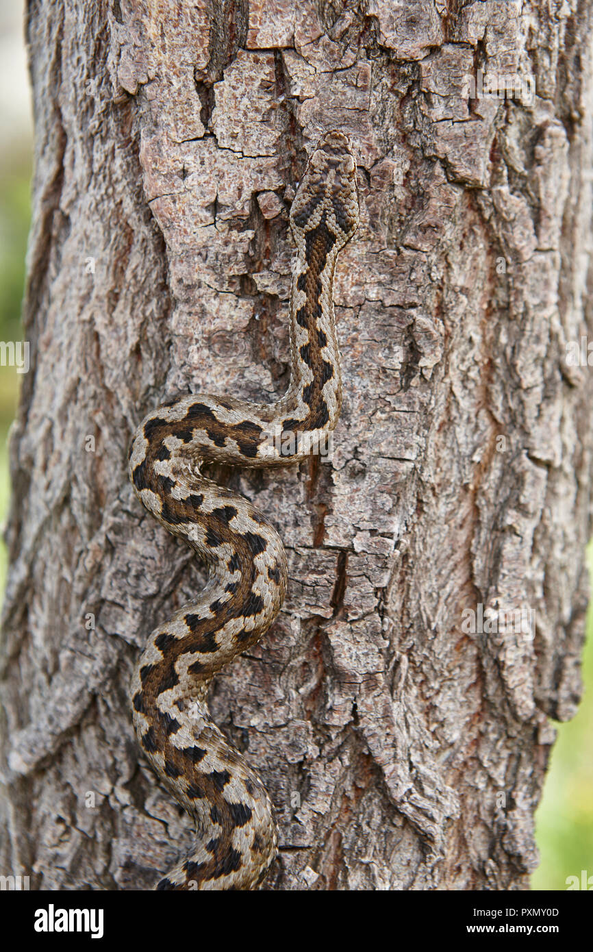 Snake camouflage. Vipera aspis detail on a trunk surface. Vertical