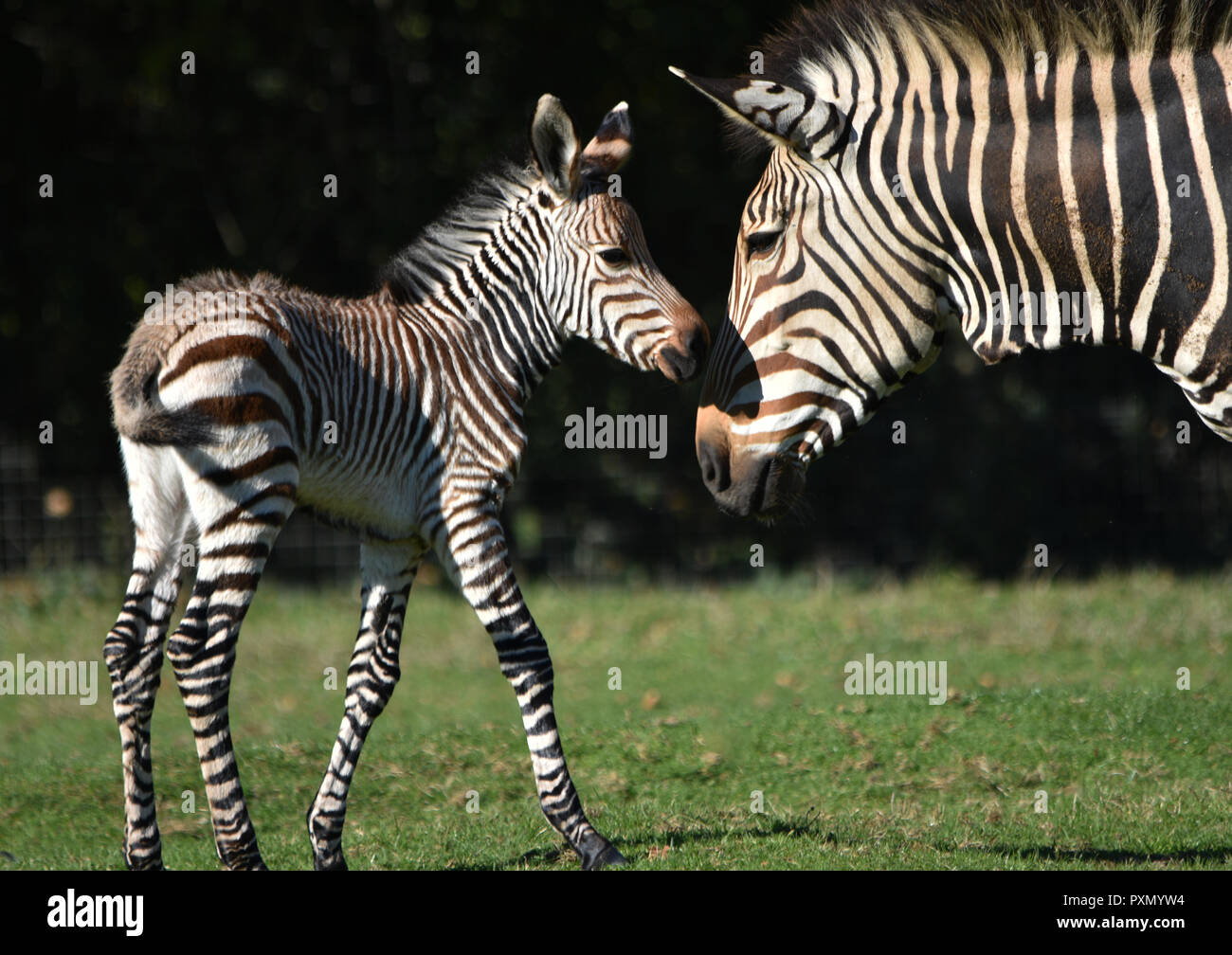 Zebra Foal with its Mother Stock Photo