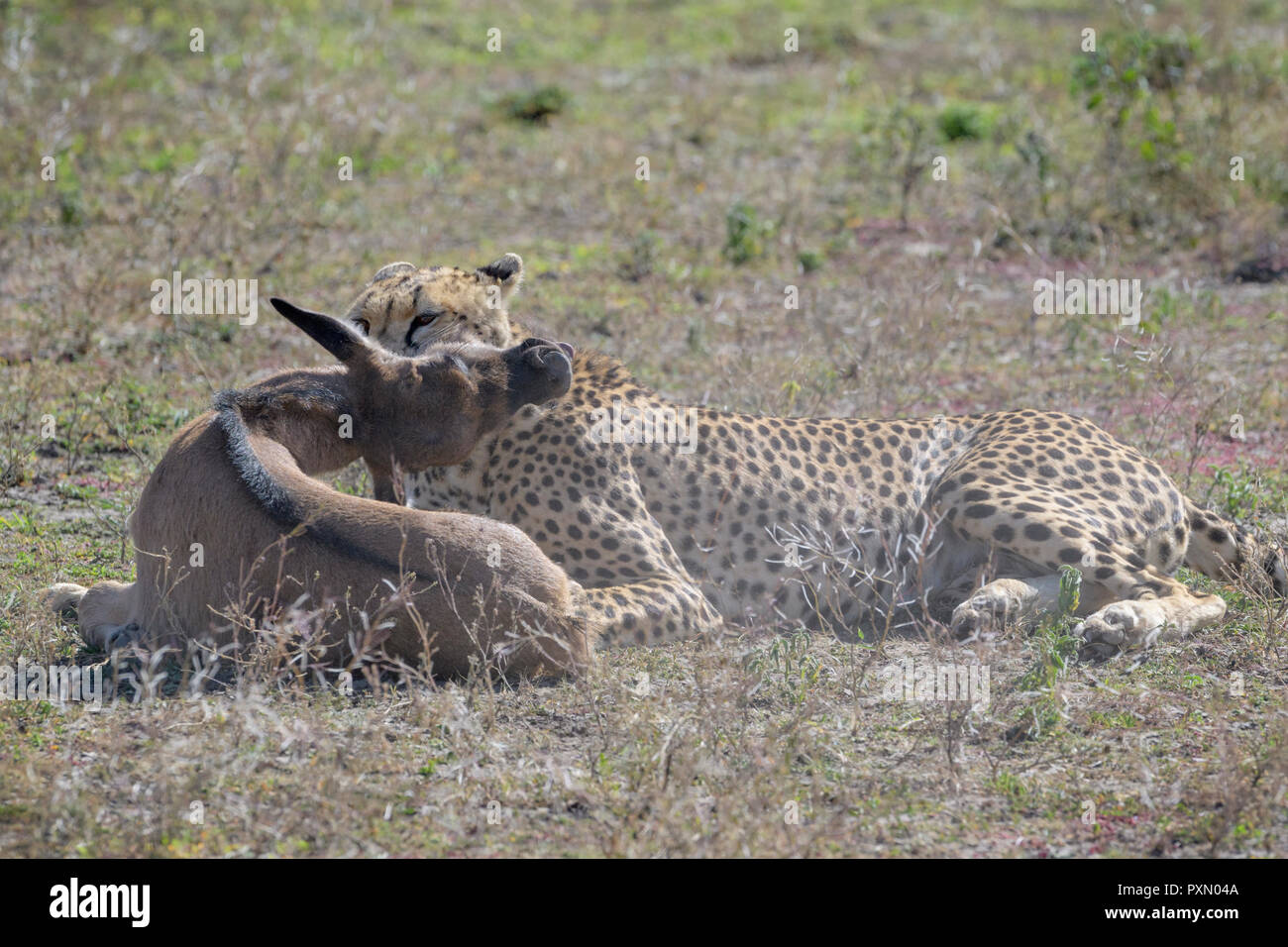 Cheetah hunting wildebeest calf hi-res stock photography and images - Alamy