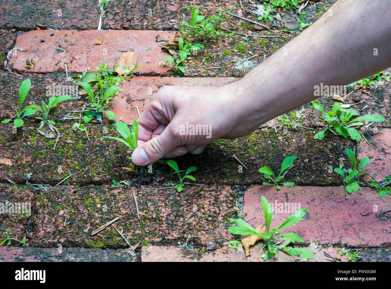 Hand pulling a weed out from between brick paving Stock Photo