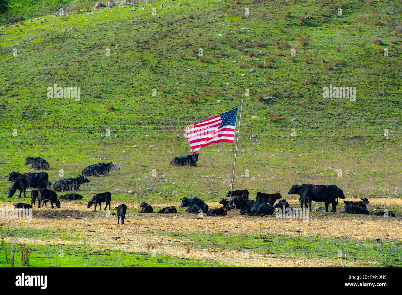 USA, California, herd of black cattle under the stars and stripes on a farm near Las Cruces California Stock Photo