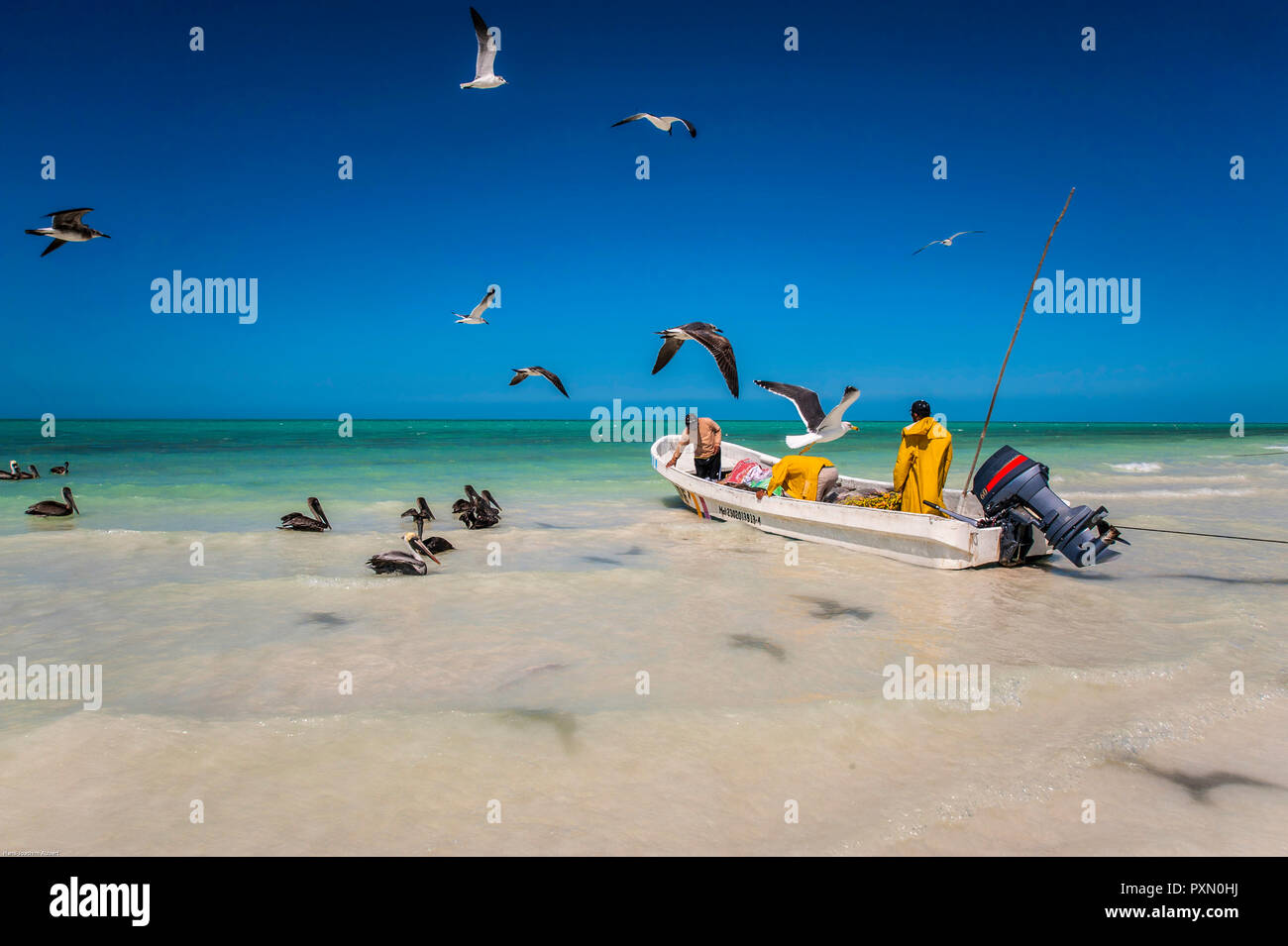 Island Holbox, Mexico. Fishermen returning from the fishing grounds are welcomed by hungyry pelicans and seagulls Stock Photo