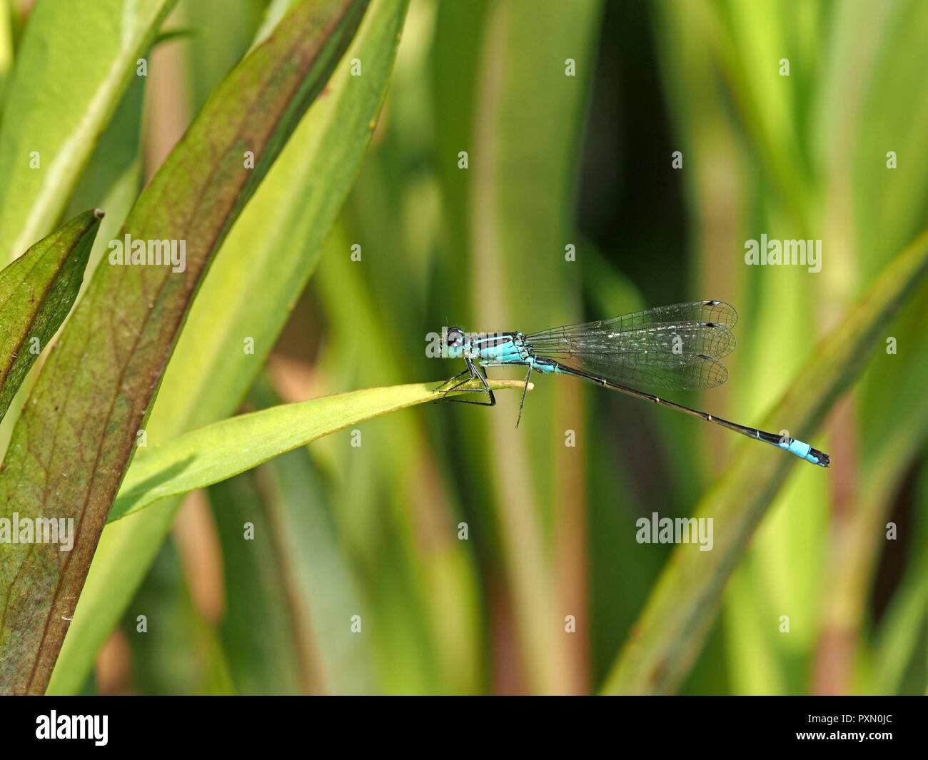 common bluetail or Blue tailed damselfly (Ischnura elegans) perched on leaf of water plant in London, England, UK Stock Photo