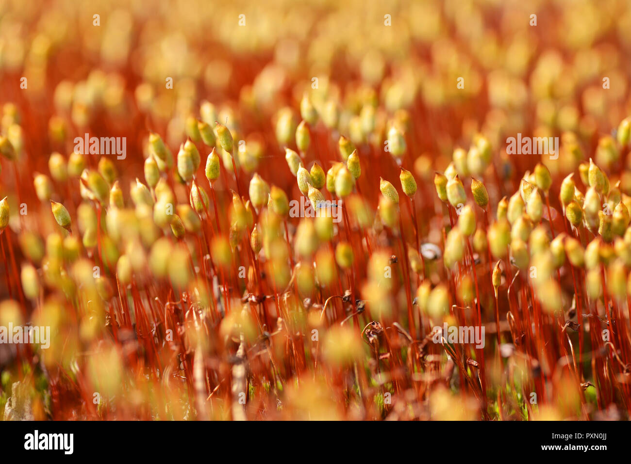 Blooming moss extreme close hi-res stock photography and images - Alamy