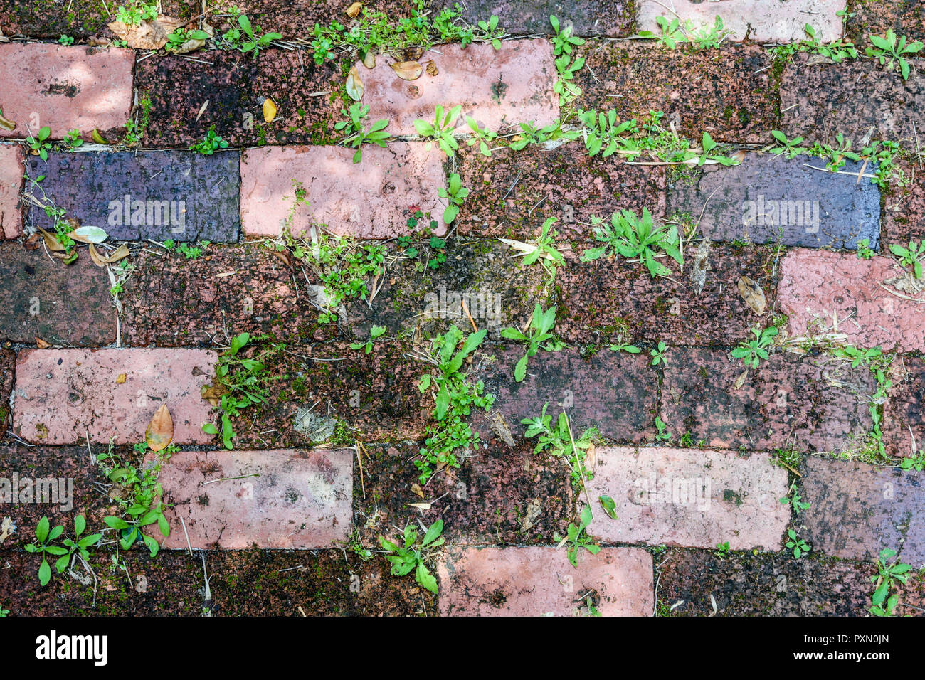 Weeds growing between bricks Stock Photo