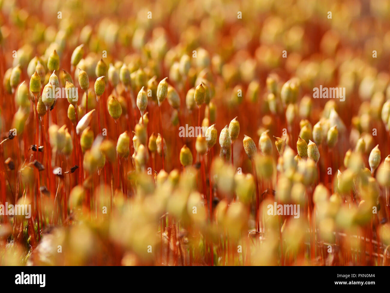 Blooming moss extreme close hi-res stock photography and images - Alamy