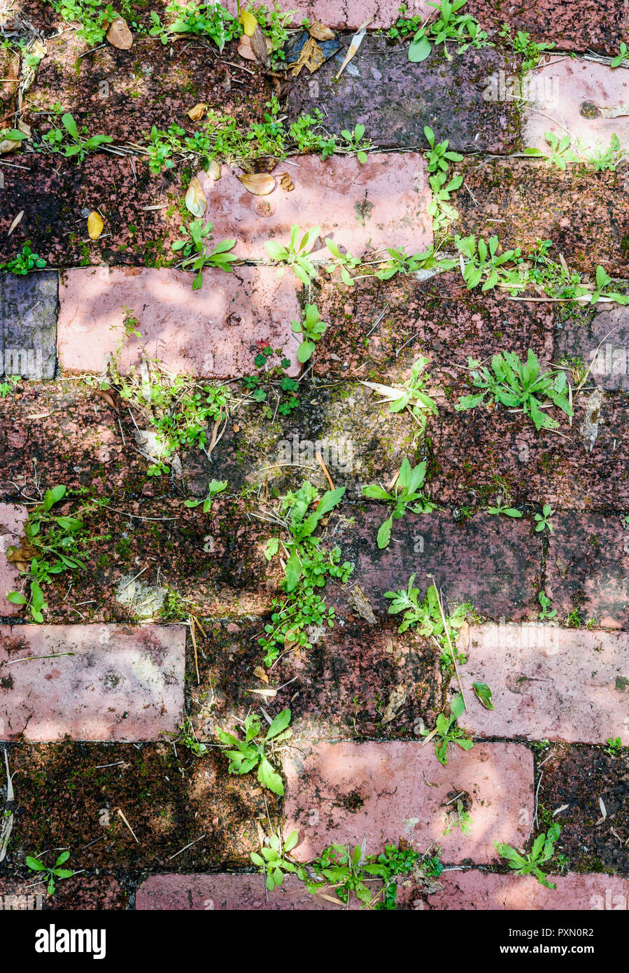 Weeds growing between bricks Stock Photo