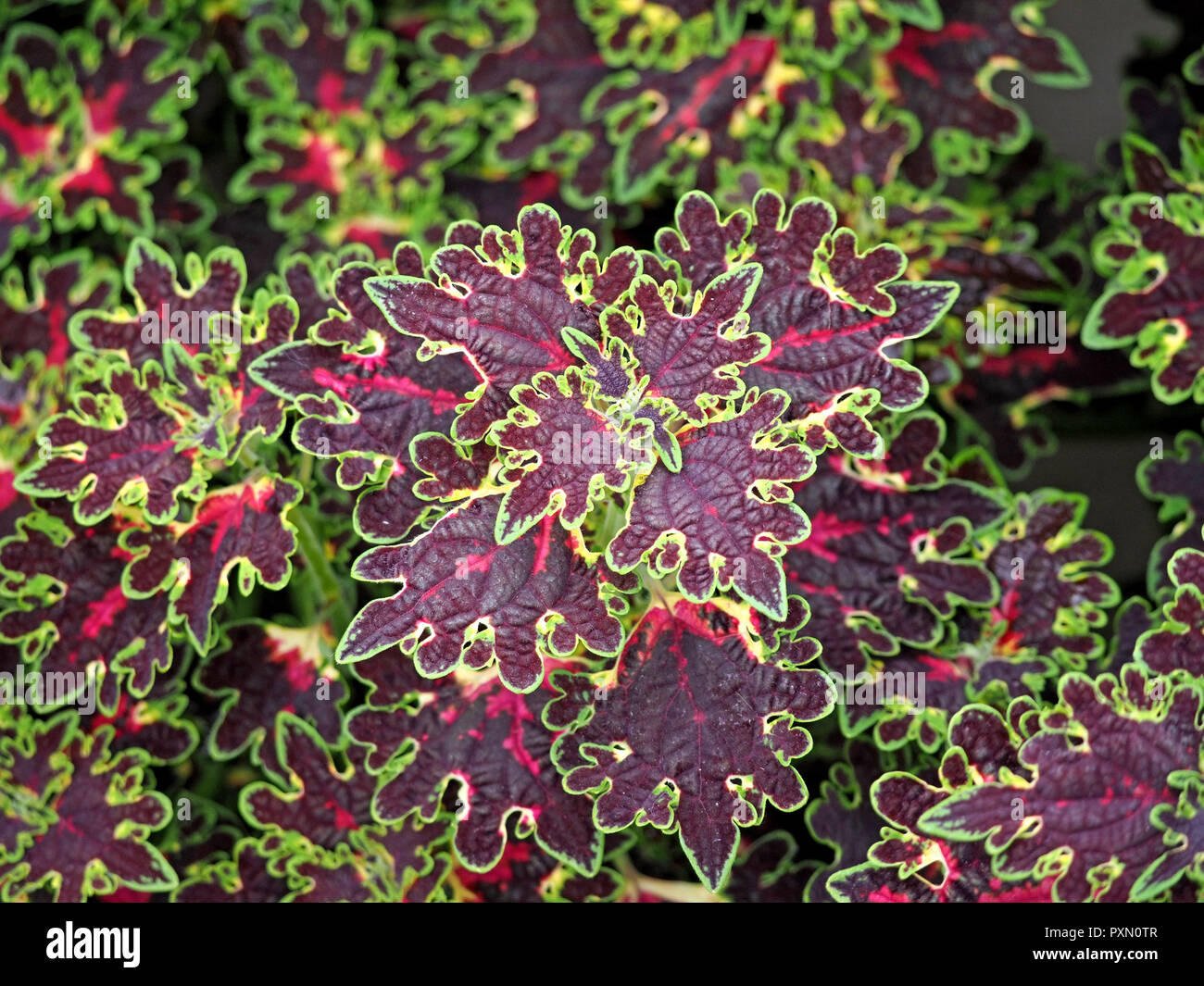 dramatic contrasting green and red variegated foliage of ornamental Coleus "Inky Fingers" (Solenostemon scutellarioides) London,England,UK Stock Photo