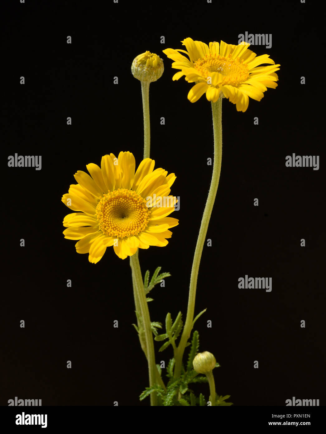 Anthemis tinctoria, Faerber-dog chamomile Stock Photo