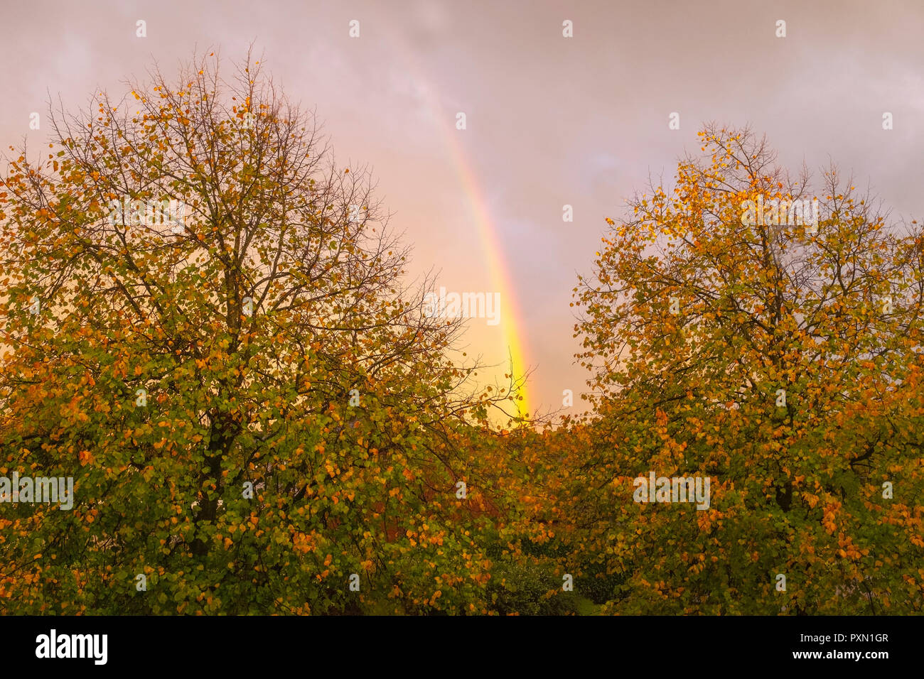 Dark sky colourful trees hi-res stock photography and images - Alamy