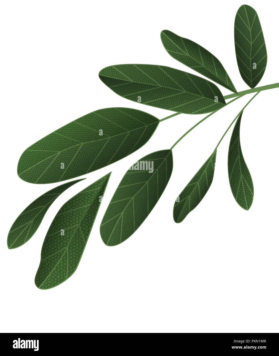 Green tropical leaves Stock Vector Image & Art - Alamy
