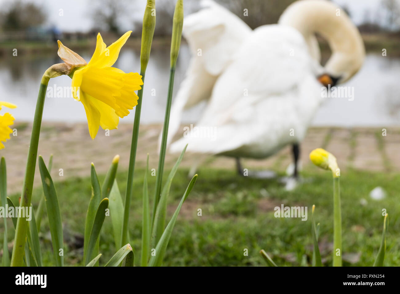 Close up of a daffodil (Narcissus obvallaris) in flower with a swan in the background, spring time UK Stock Photo