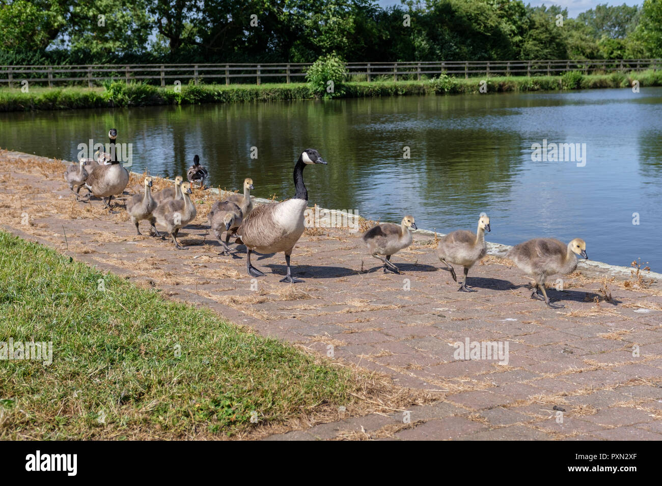 Canada geese (Branta canadensis) adults with their goslings walking in line beside the canal. Stock Photo