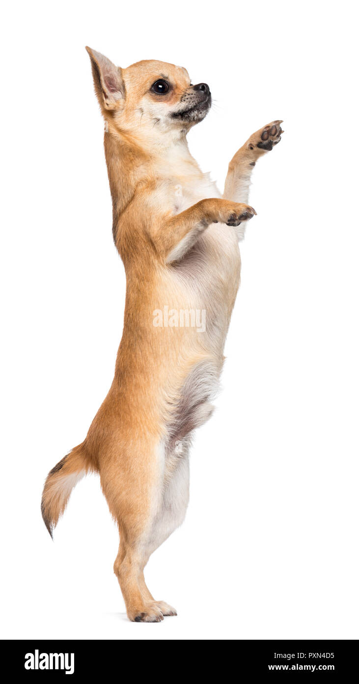 Chihuahua standing on hind legs against white background Stock Photo