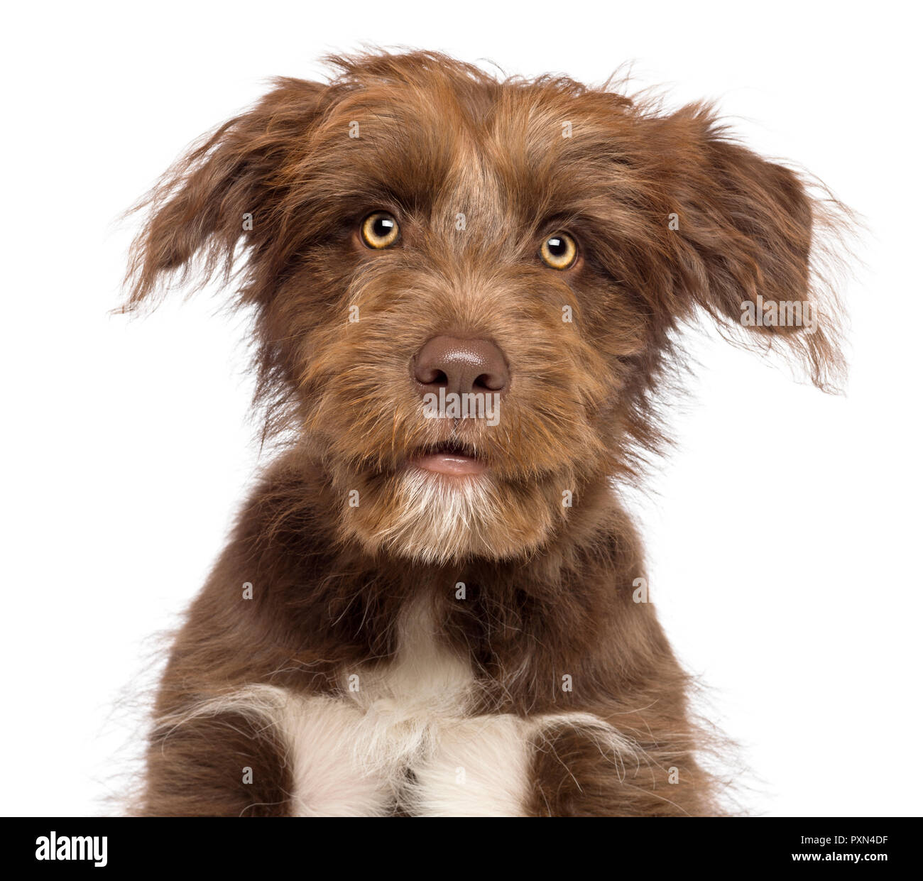 Close-up of Crossbreed dog looking at camera against white background ...