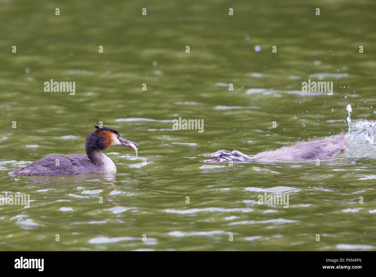 Close up of hungry UK great-crested grebe chick (Podiceps cristatus) in water swimming over to be fed by parent bird with fish in its beak. Waterbirds. Stock Photo