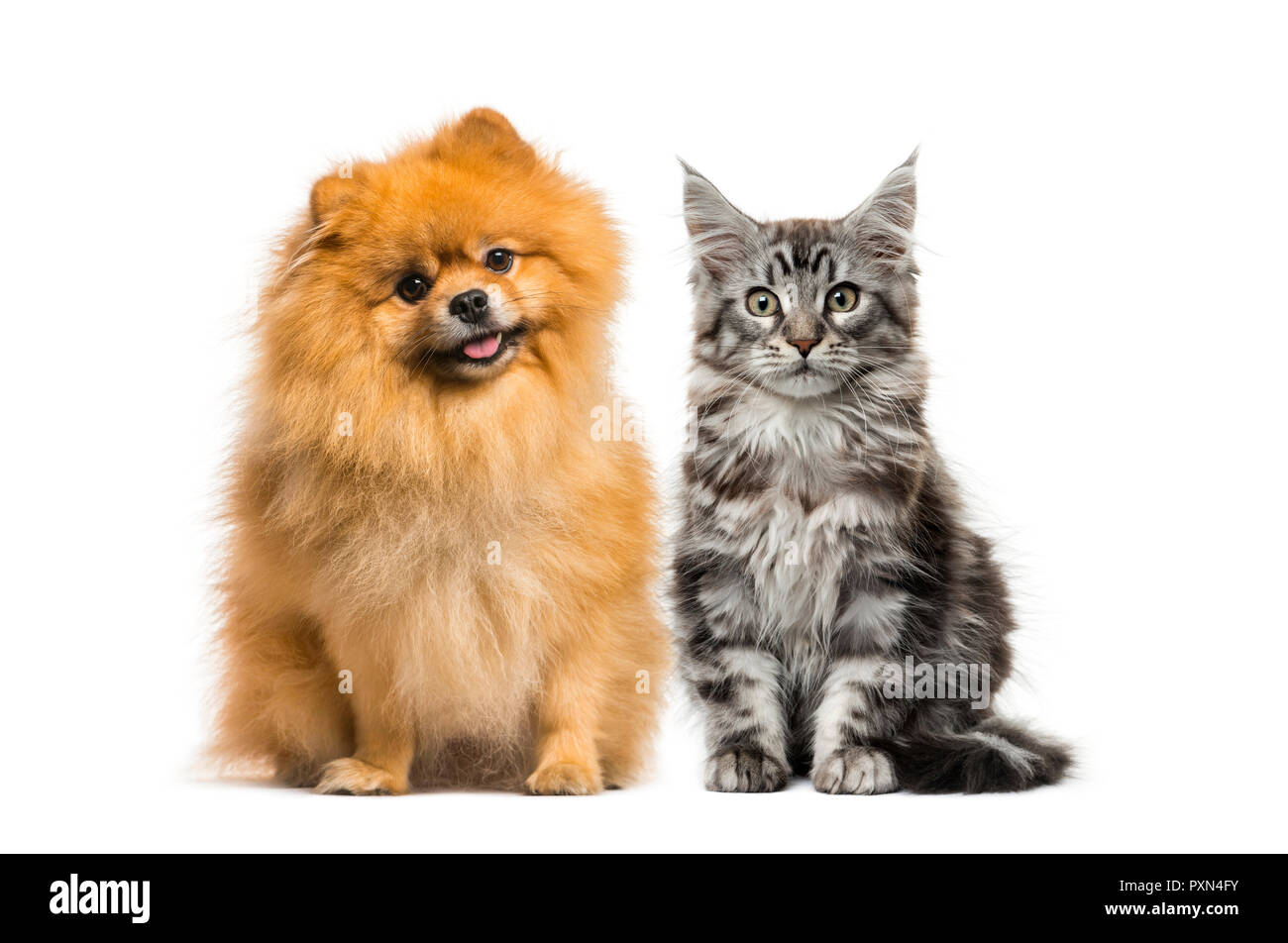 Volumen-Shampoo Für Hunde & Katzen – Mit Hyaluronsäure, 250 Ml, Für Pudel, Maine Coon, Spitz Etc.