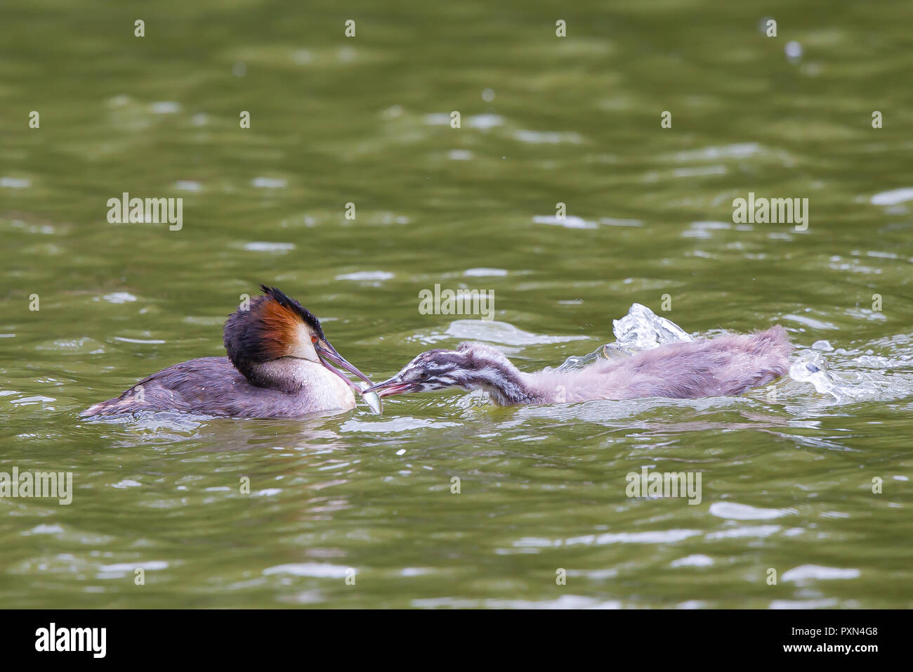 Close up of hungry UK great-crested grebe chick (Podiceps cristatus) in water swimming over to be fed by parent bird with fish in its beak. Waterbirds Stock Photo