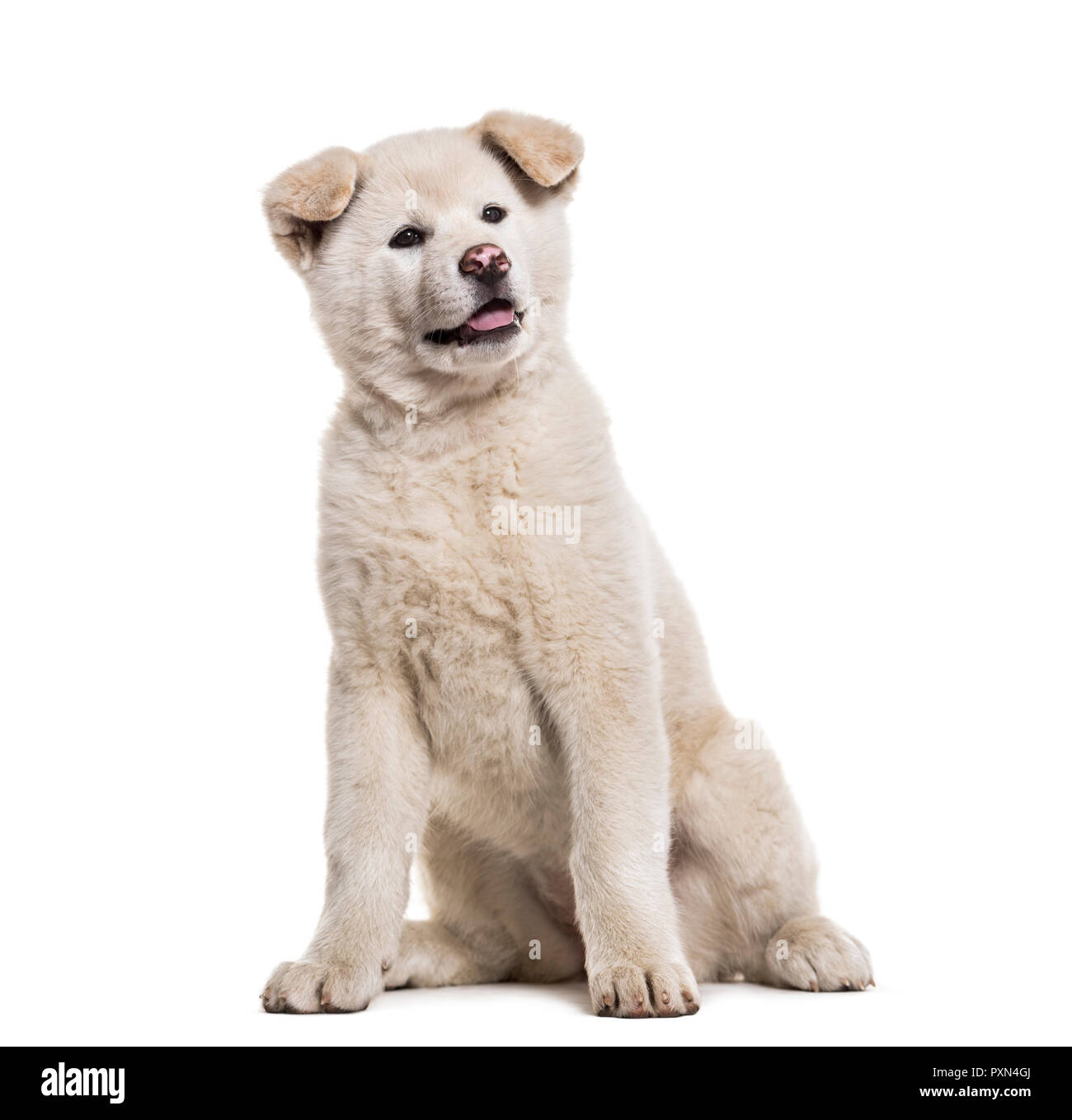 Akita Inu puppy, 2 months old, sitting against white background Stock Photo  - Alamy