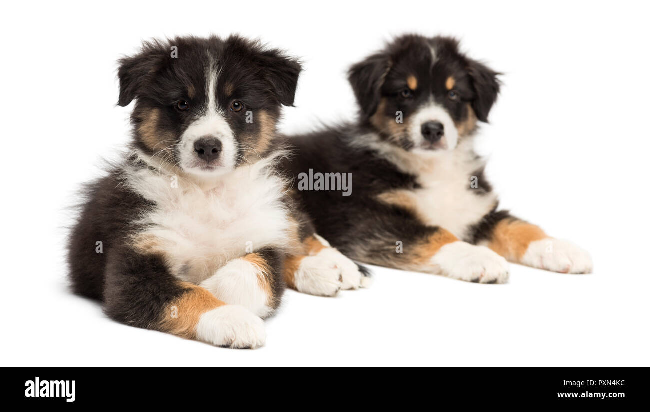 Two Australian Shepherd puppies, 2 months old, lying, focus on foreground against white background Stock Photo