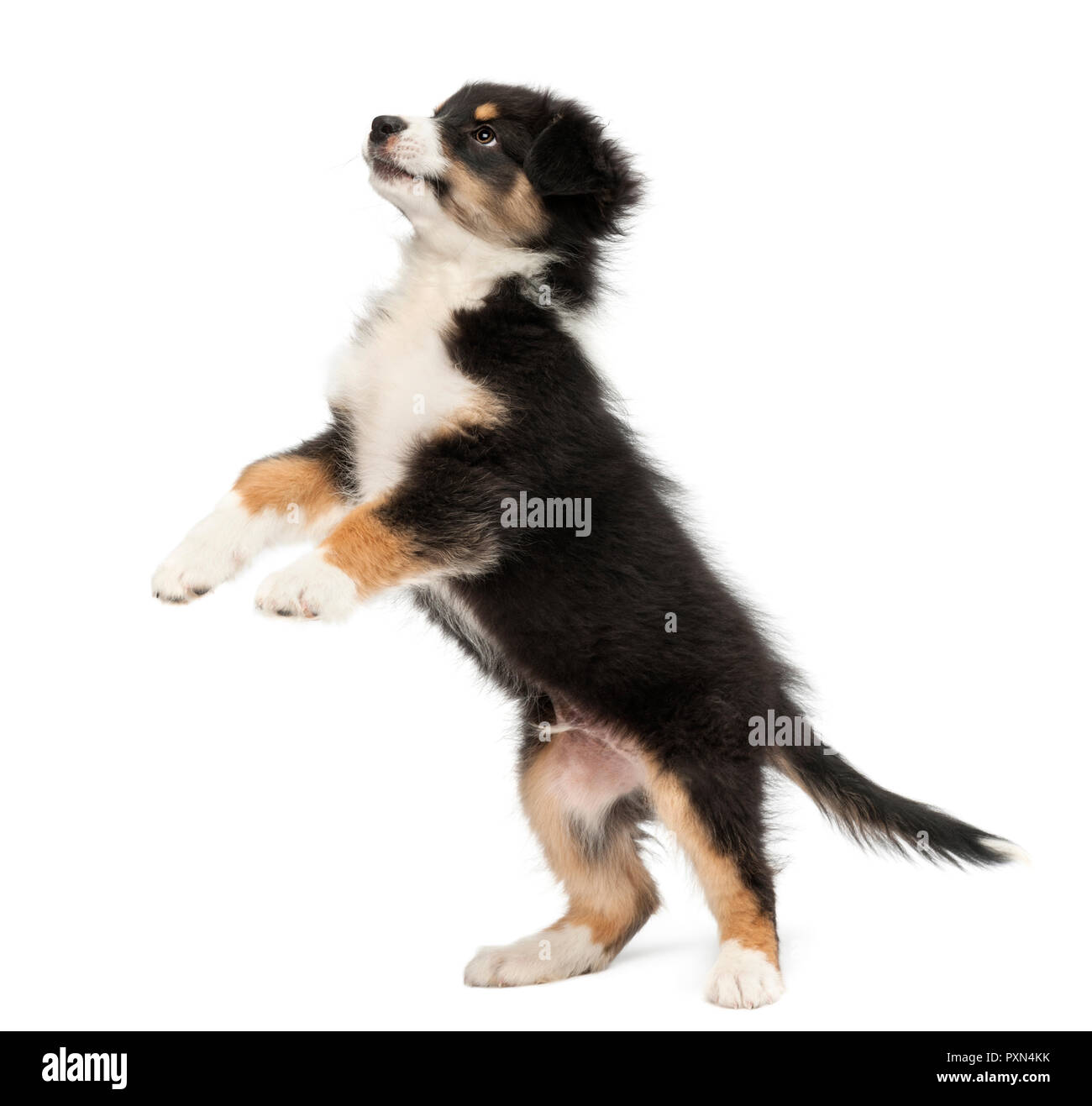 Australian Shepherd puppy, 2 months old, standing on hind legs and looking up against white background Stock Photo