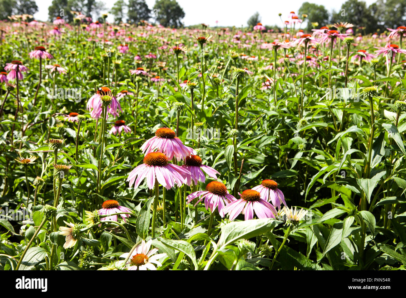 Echinacea field, Muensterland; Germany, Europe Stock Photo