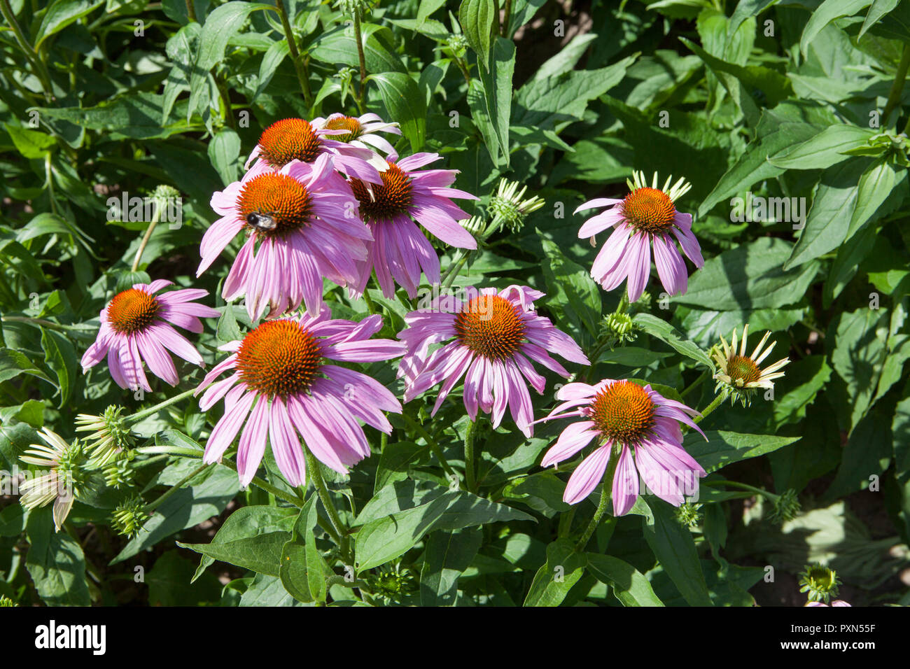 Echinacea field, Muensterland; Germany, Europe Stock Photo