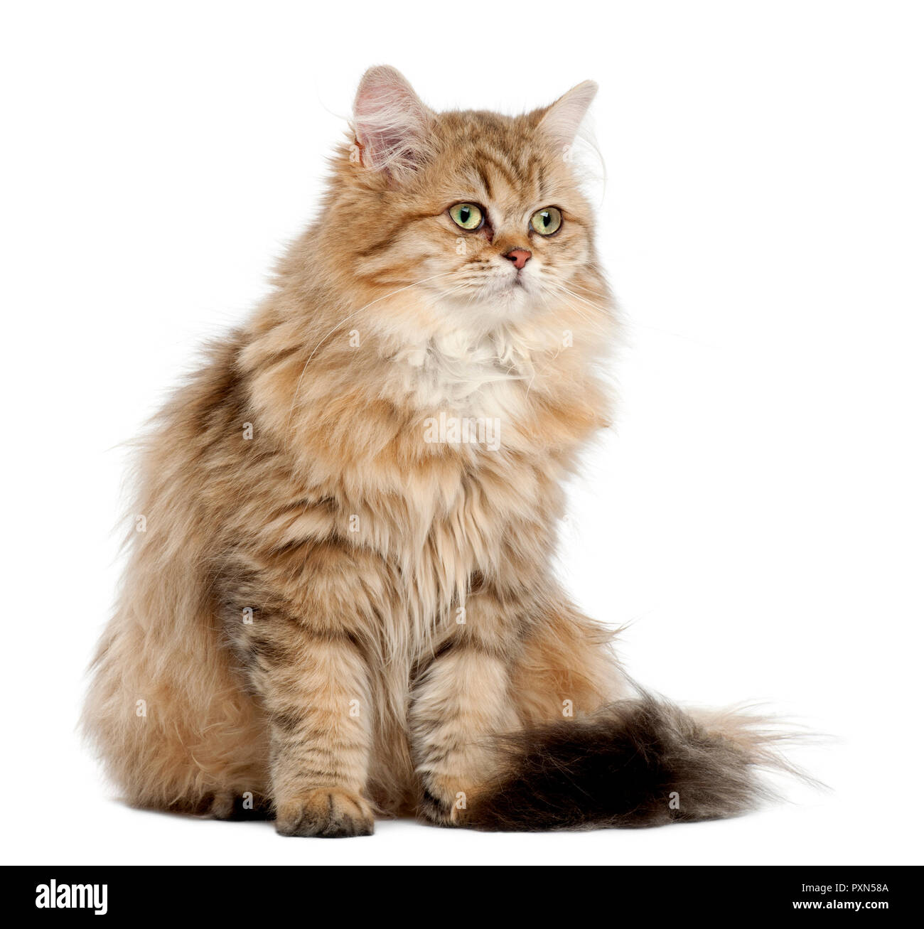 British longhair isolated hi-res stock photography and images - Alamy