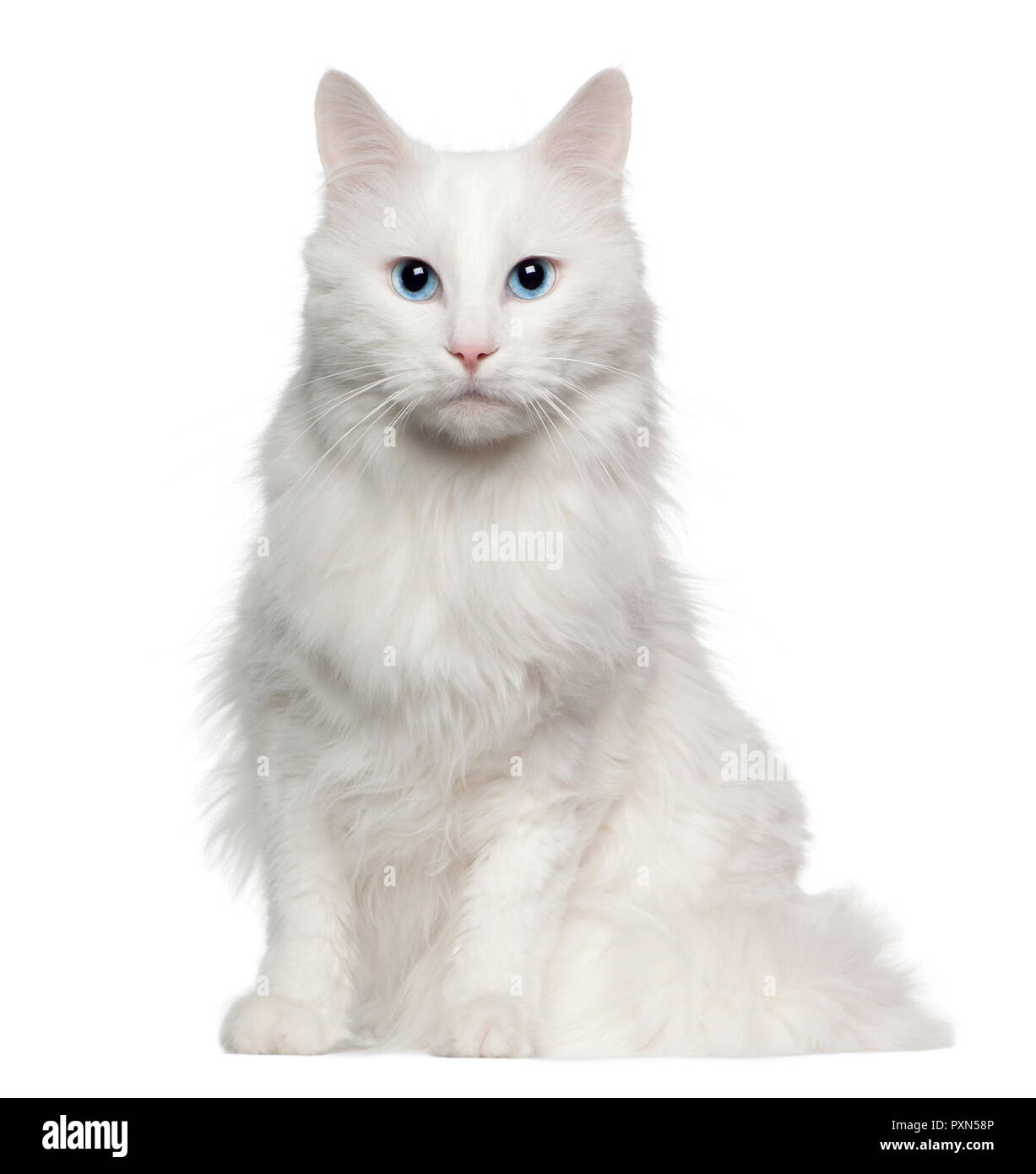 Portrait of Turkish Angora cat, 4 years old, sitting in front of white background Stock Photo