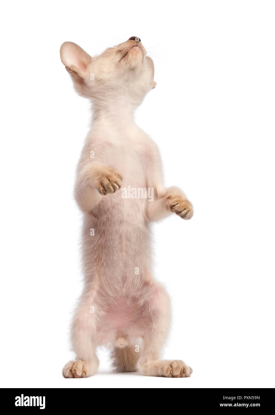 Oriental Shorthair kitten, 9 weeks old, standing on hind legs and looking up against white background Stock Photo