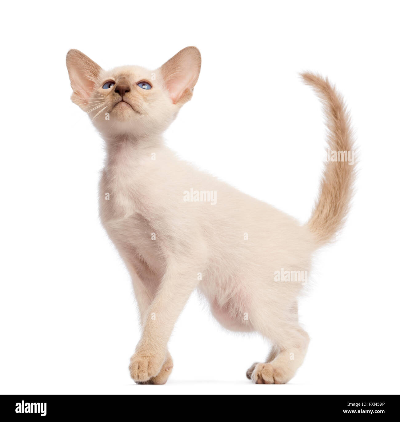 Oriental Shorthair Kitten 9 Weeks Old Looking Up Against White