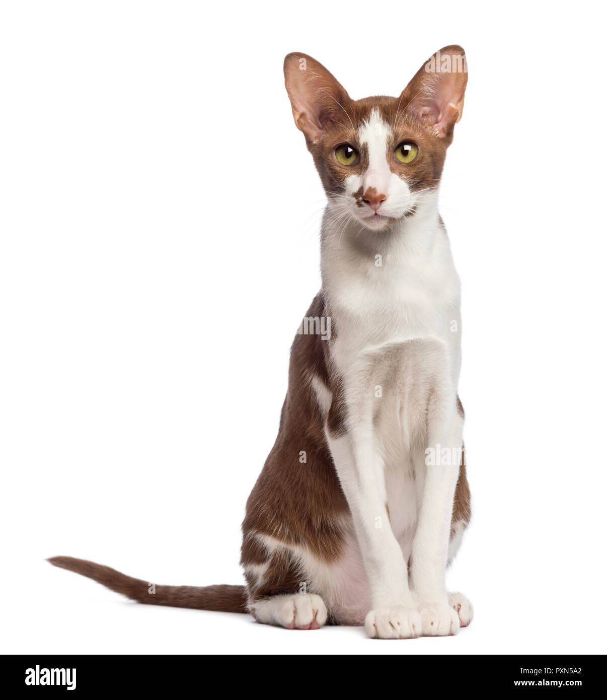 Oriental Shorthair Sitting And Looking At Camera Against White