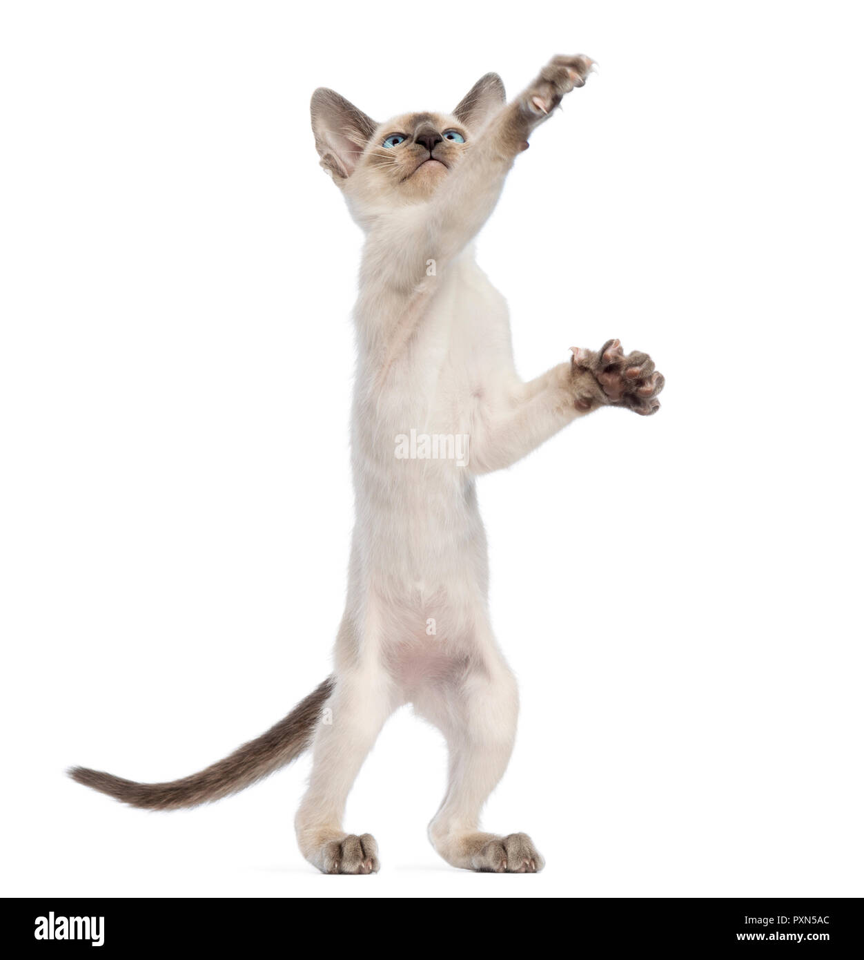 Oriental Shorthair kitten, 9 weeks old, standing on hind legs and reaching against white background Stock Photo