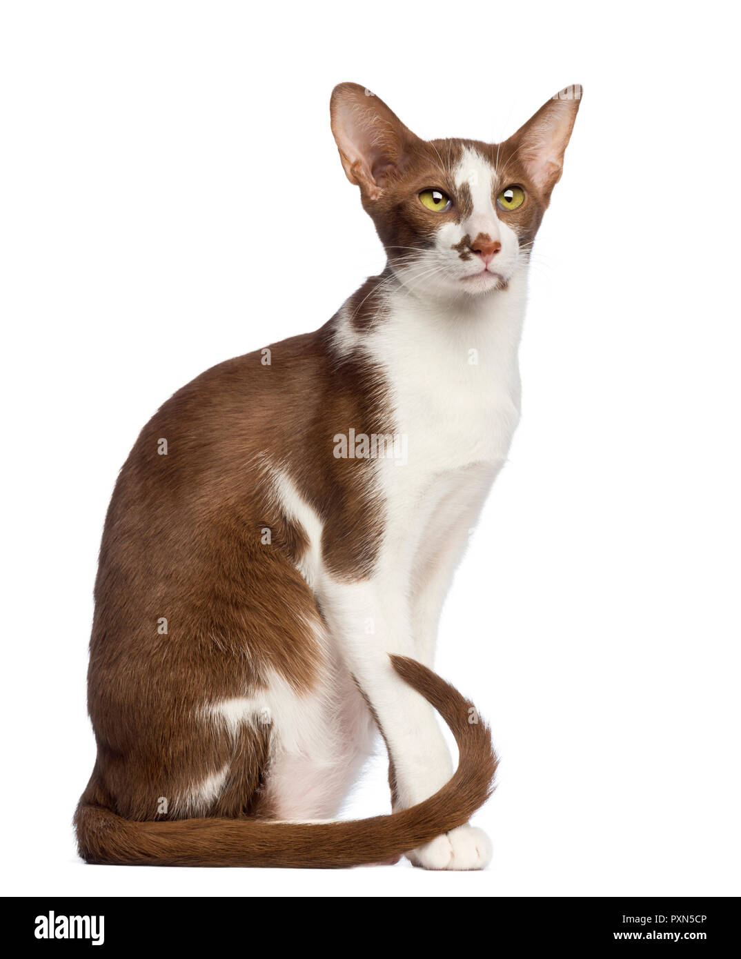 49+ Oriental shorthair louisiana cat pics, cats, cute cats
