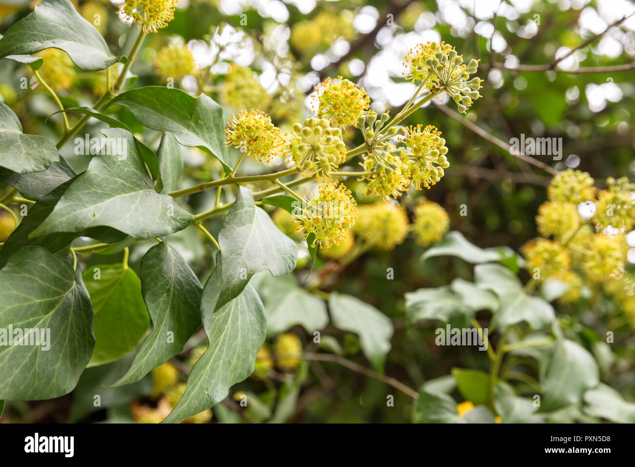 Spherical inflorescences of common ivy (Hedera helix) close up Stock ...