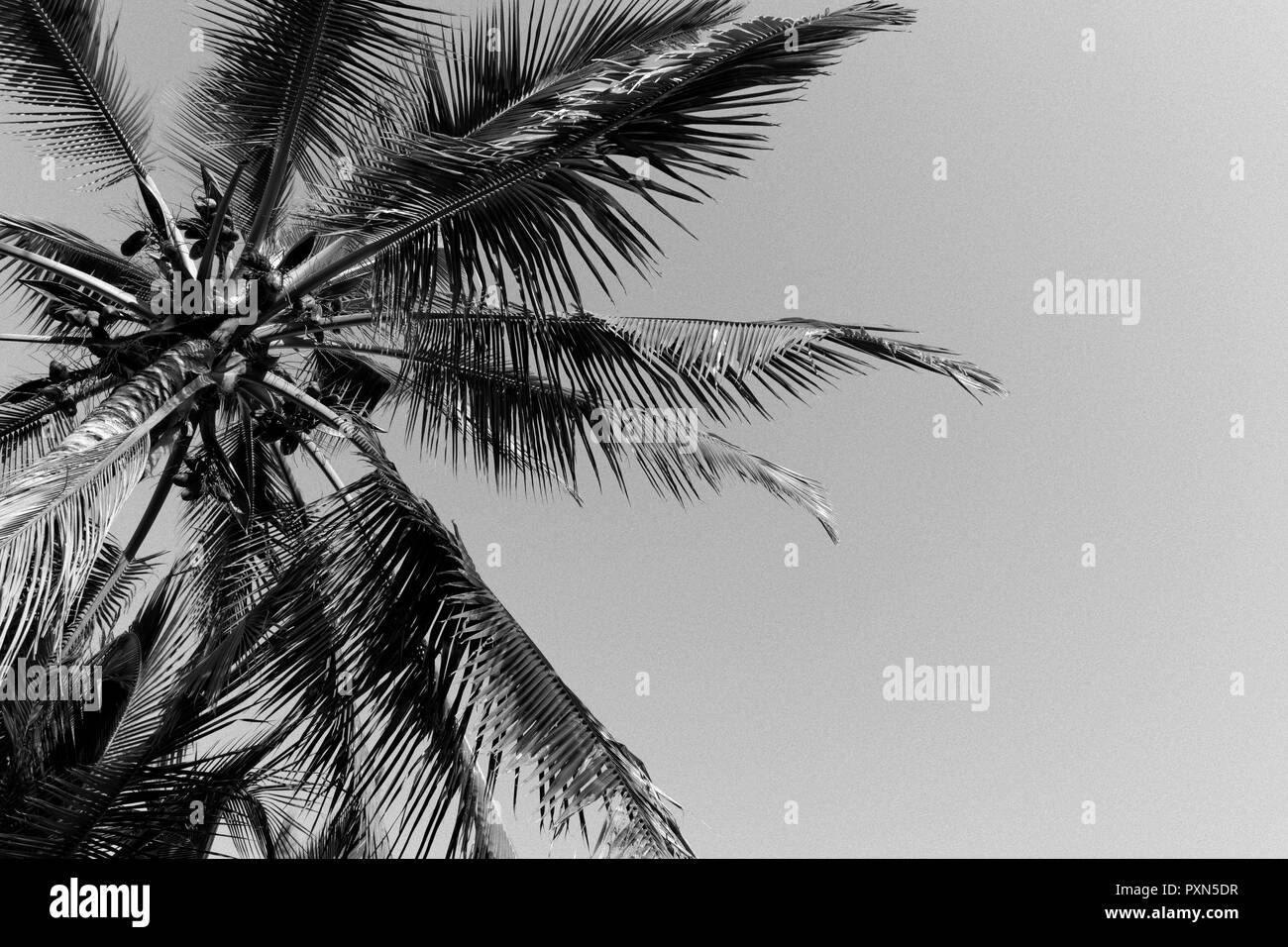 Palm Tree, Kealakekua Bay, Captain Cook, Big Island, Hawaii, United