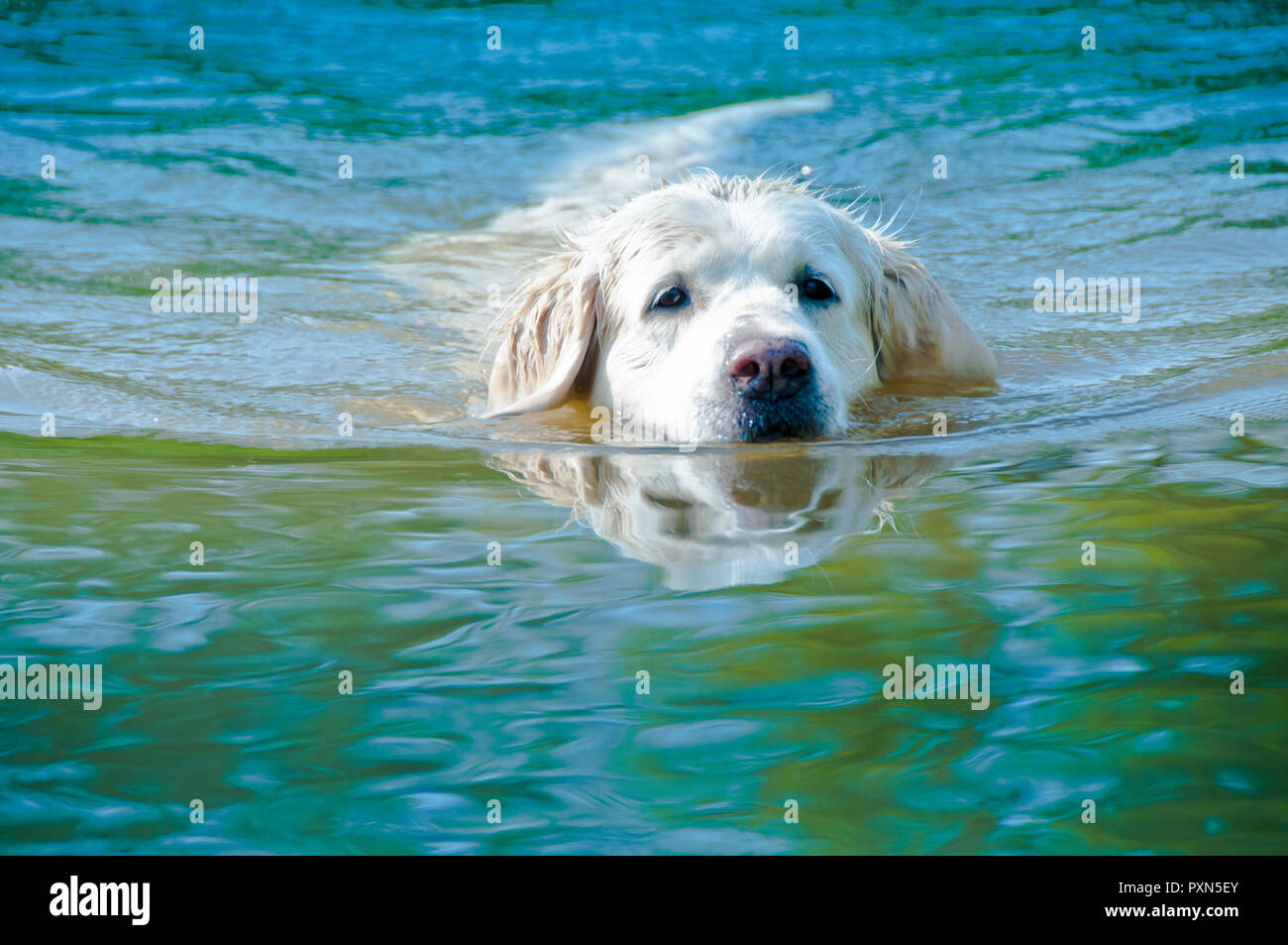 golden retriever dog swimming Stock Photo Alamy